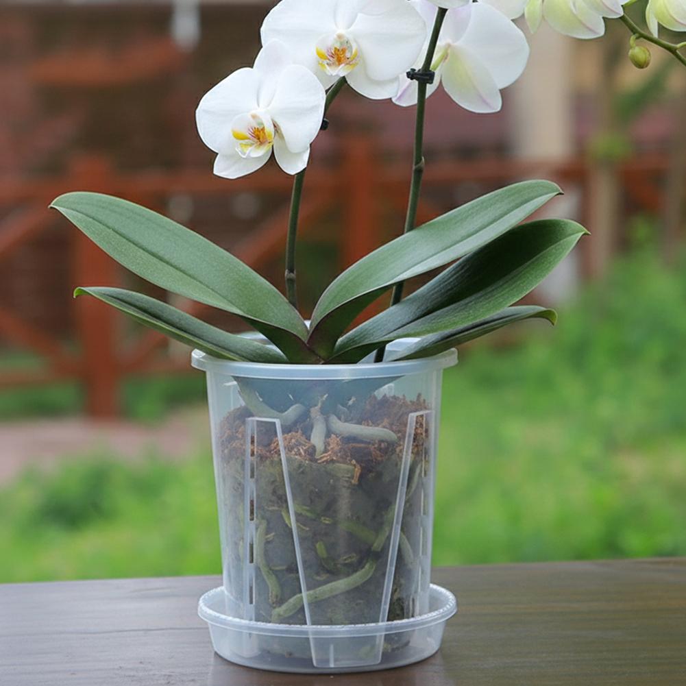 Plastic wortelcontrole transpa - Plant Parent recensie en prijs