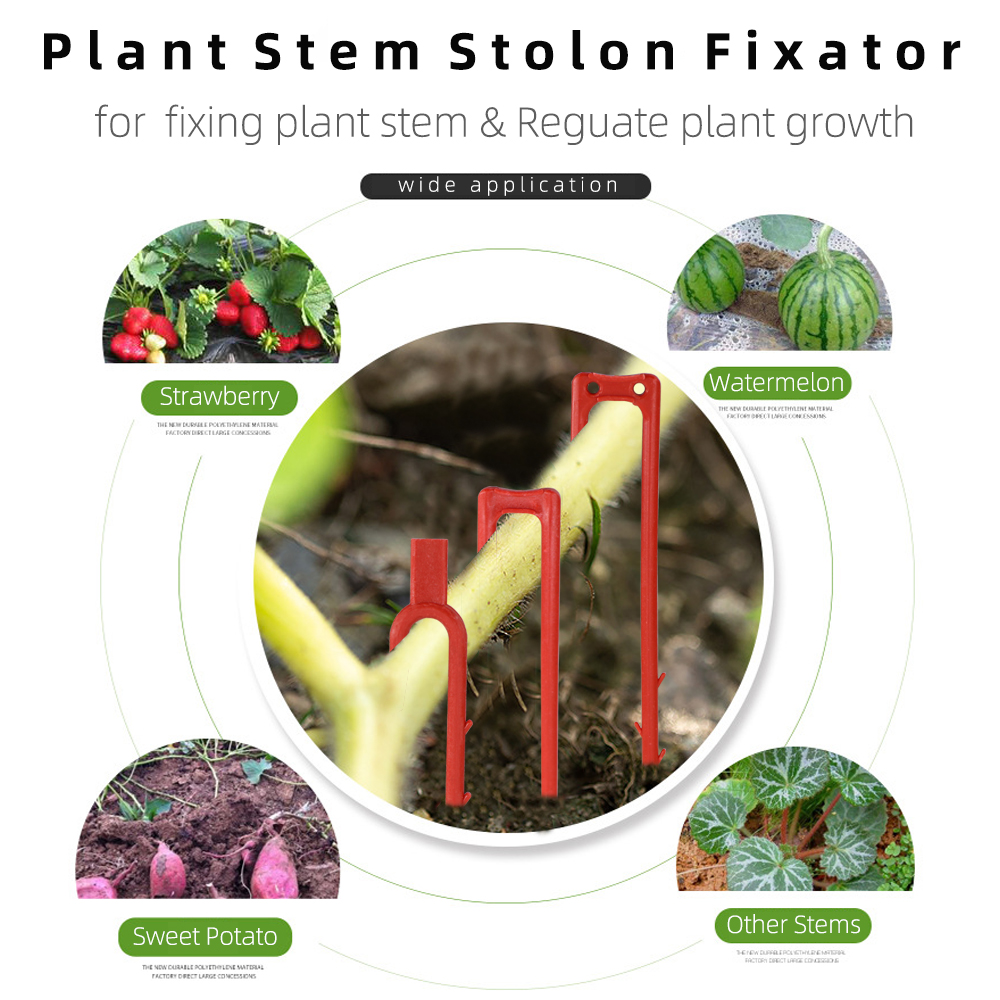 20-50 Pcs Aardbei Planten Vork - Plant Parent recensie en prijs