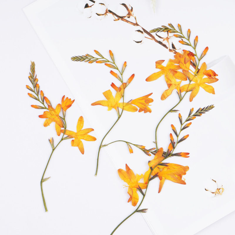 60 stuks Vlamorchidee Gedroogd - Plant Parent Sticker recensie en prijs