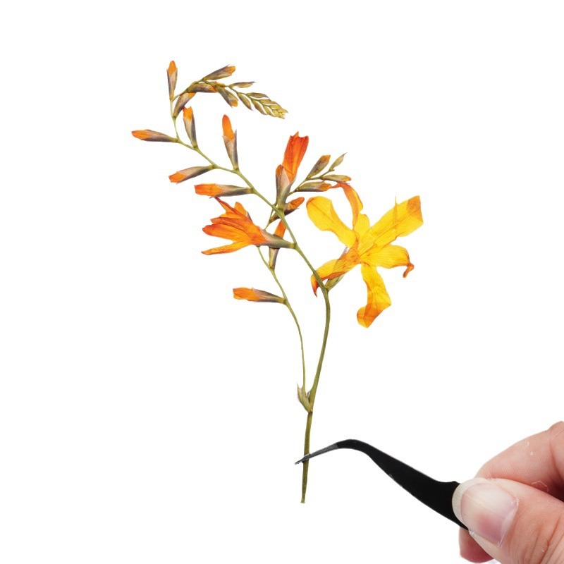 60 stuks Vlamorchidee Gedroogd - Plant Parent Sticker recensie en prijs